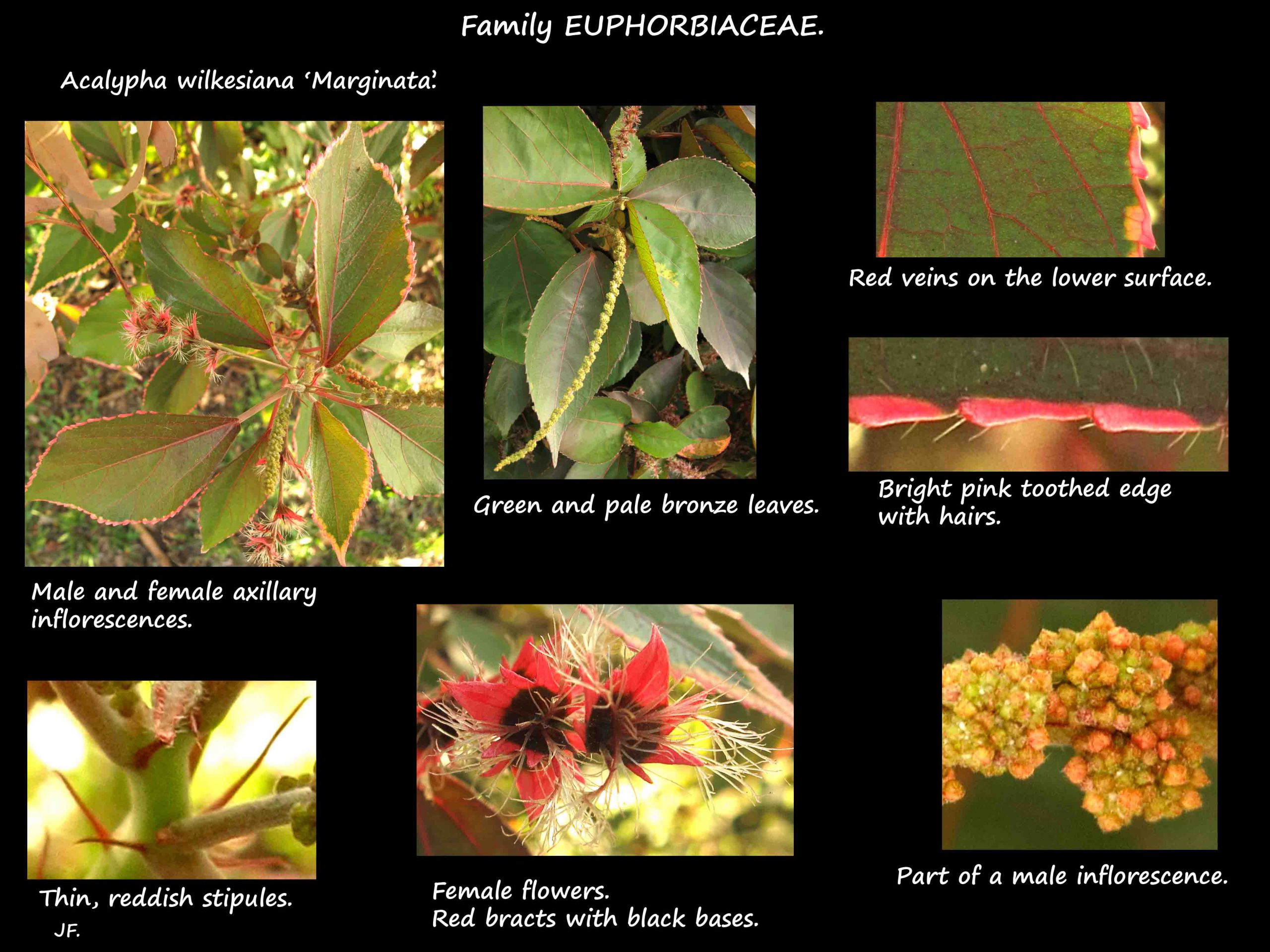 1 Acalypha 'Marginata' male & female inflorescences